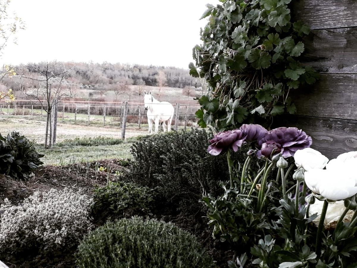 Podere Pievina Sinalunga